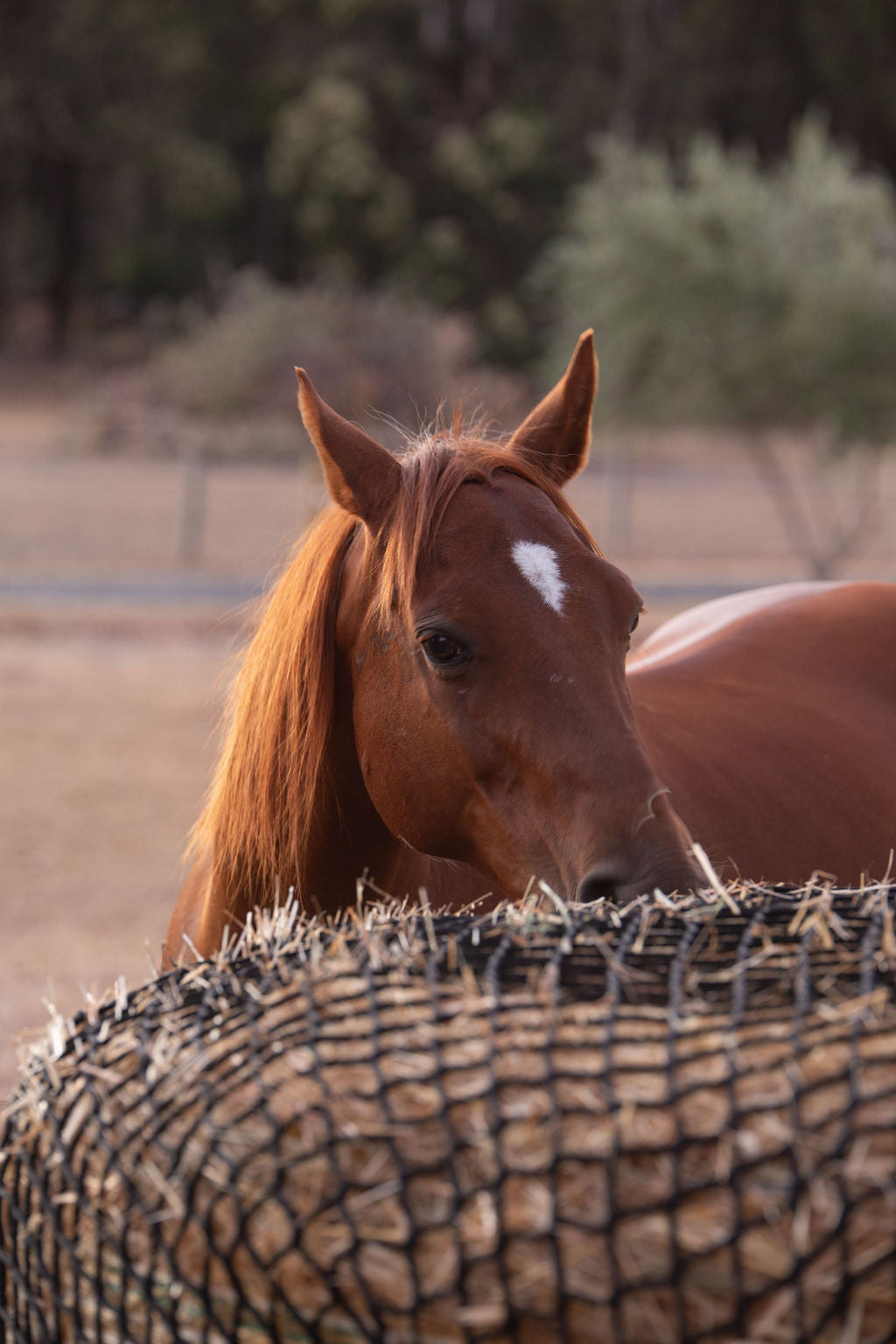 6 Foot Round Bale – Slow Release Hay Net