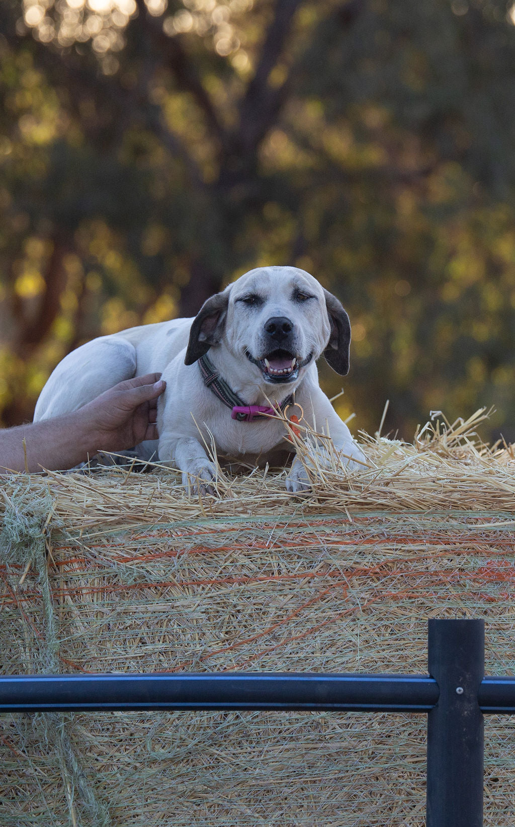 Basic Liberty Supplies Hay Ring